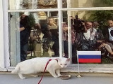 World Spay Day-2022 в России: подробности проекта «Котокультурная столица»