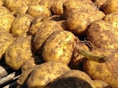 Деньги на картошку получит ярославская фирма «Некрасовский картофель»