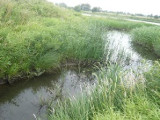 Электроэнергия на основе синезеленых водорослей