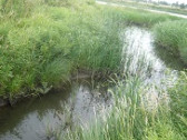 Электроэнергия на основе синезеленых водорослей
