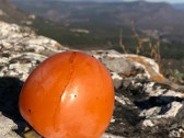Очарование зимнего Крыма